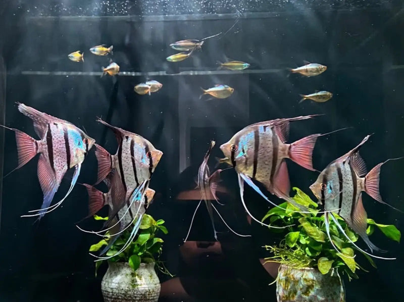 Rio Momon Angelfish - Topick Aquarium