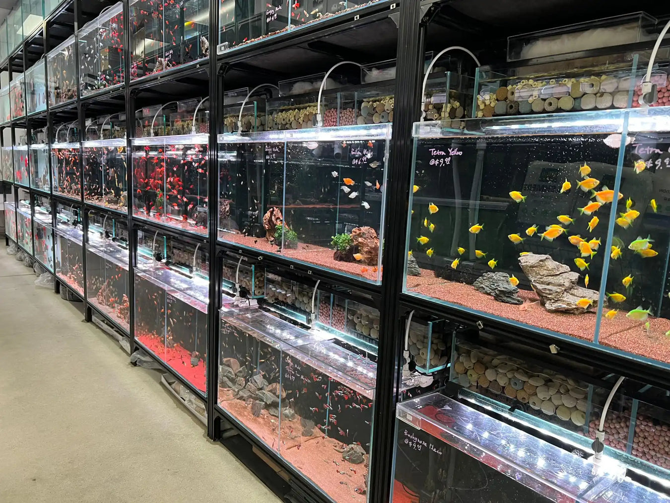 Rows of aquariums on metal racks.