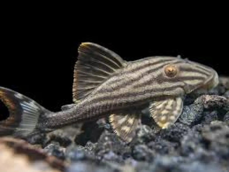 L190 Royal Pleco - Small (~4 cm) - Topick Aquarium