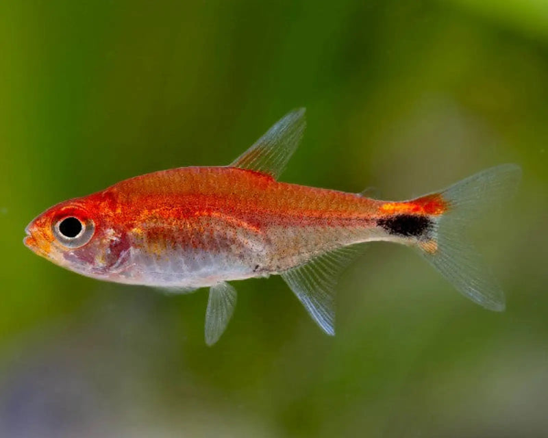 Ruby tetra - livestock
