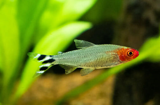 Rummy nose tetra - livestock