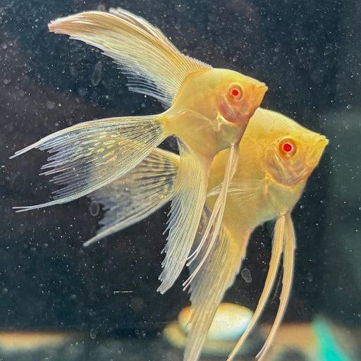 Albino Longfin 24K Gold Angelfish - Topick Aquarium