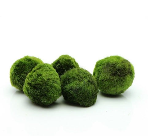 Cladophora Moss Ball