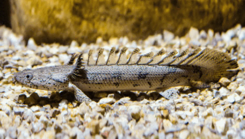 Saddled Bichir - Topick Aquarium Canada