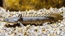 Saddled bichir - 1 fish (~10cm)