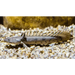 Saddled bichir - 1 fish (~10cm)