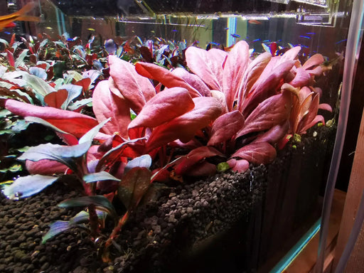 Samolus parviflorus sp. Red