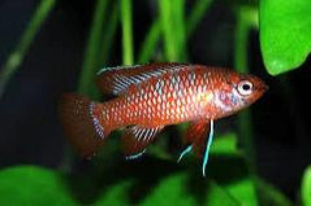 Scarlet badis (dario dario)