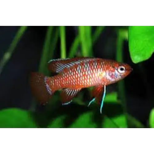 Scarlet badis (dario dario)