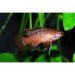 Scarlet badis (dario dario)