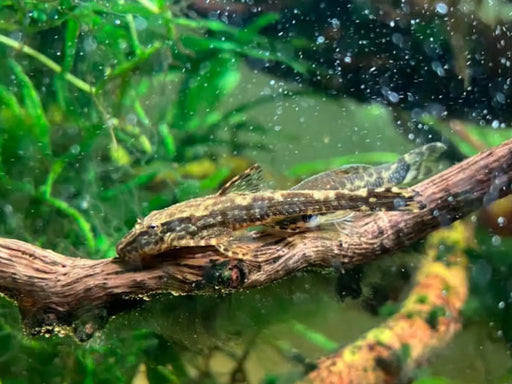 Schizolecis guntheri - livestock