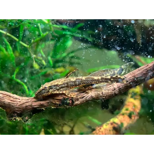 Schizolecis guntheri - livestock