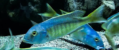 Green Lepturus Hap (Buccochromis lepturus "Green")