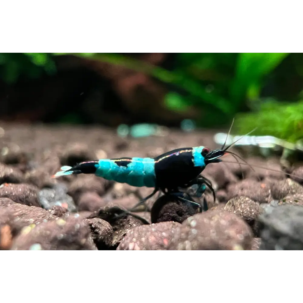 Topick Aquarium - Shadow Panda Shrimp