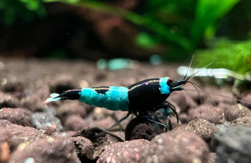 Shadow panda shrimp - livestock