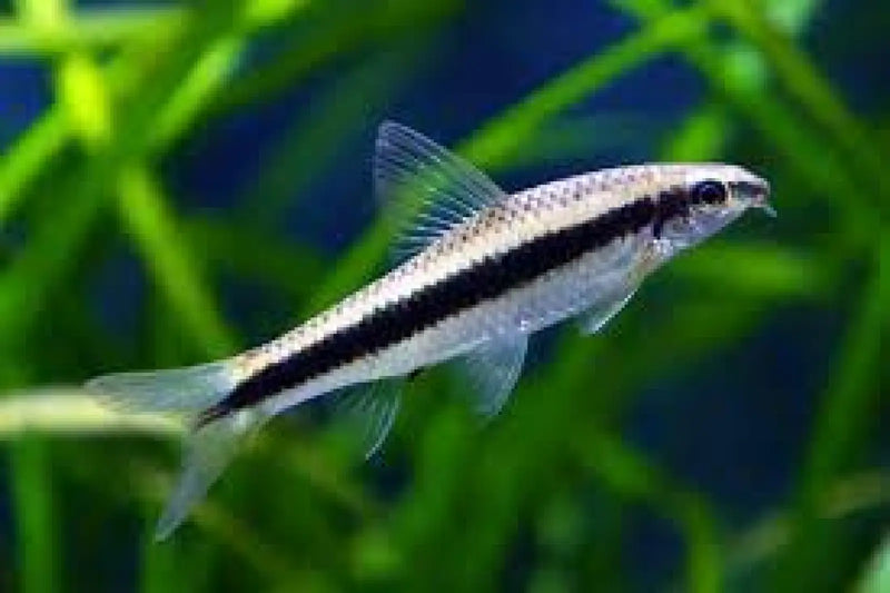 Siamese Algae Eater - Topick Aquarium Canada