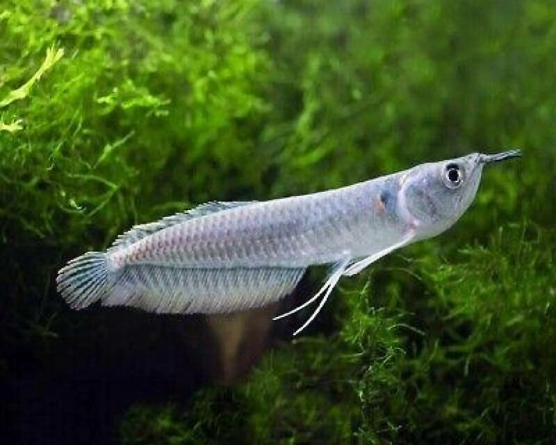 Silver Arowana - Topick Aquarium Canada