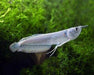 Silver arowana - baby (~10cm)