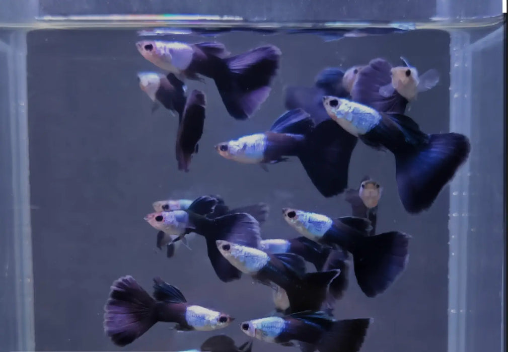Silverado hb blue guppy - livestock