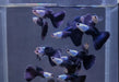 Silverado hb blue guppy - livestock