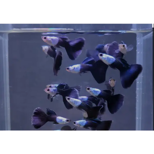 Silverado hb blue guppy - livestock