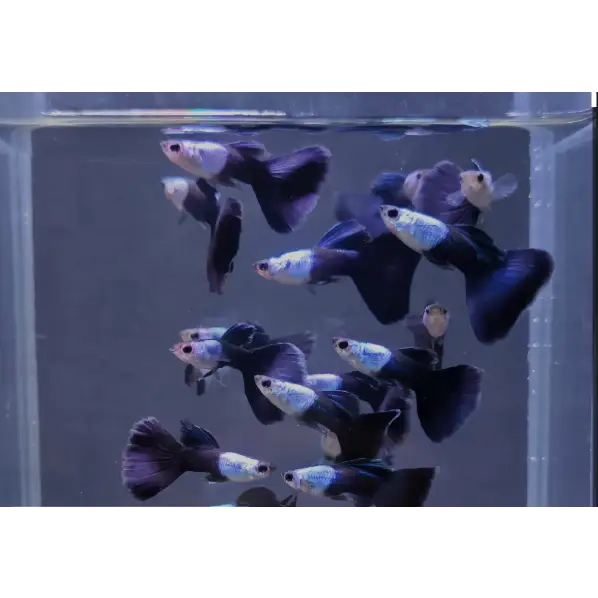 Silverado hb blue guppy - livestock