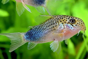 Similis cory - animals & pet supplies