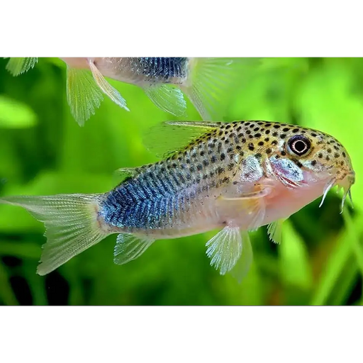 Similis cory - animals & pet supplies