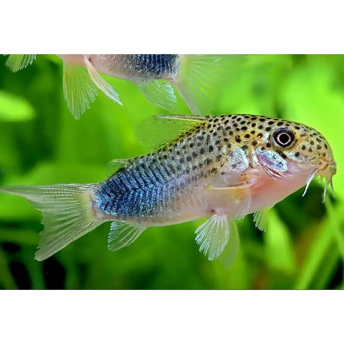 Similis cory - animals & pet supplies