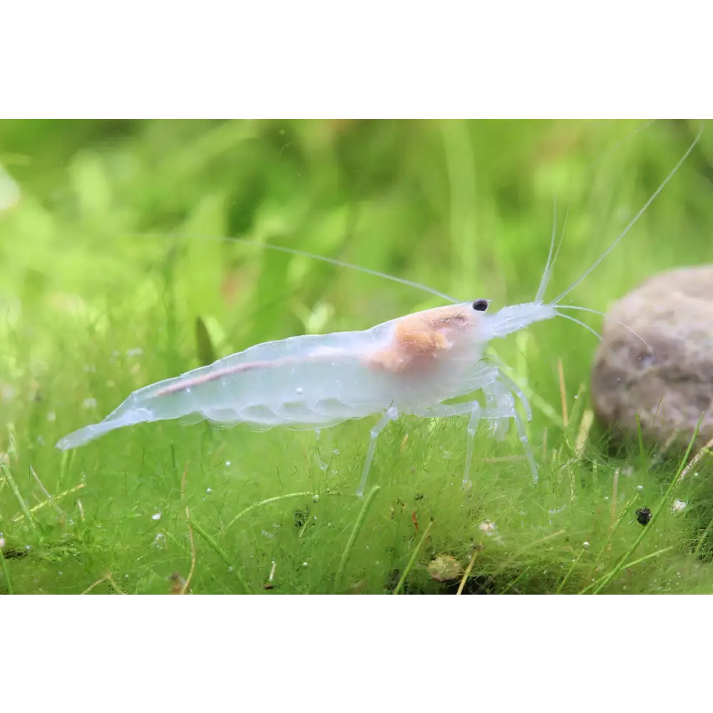 Topick Aquarium Snow White Amano Shrimp - Main Image