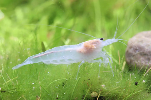 Snow white amano shrimp - livestock