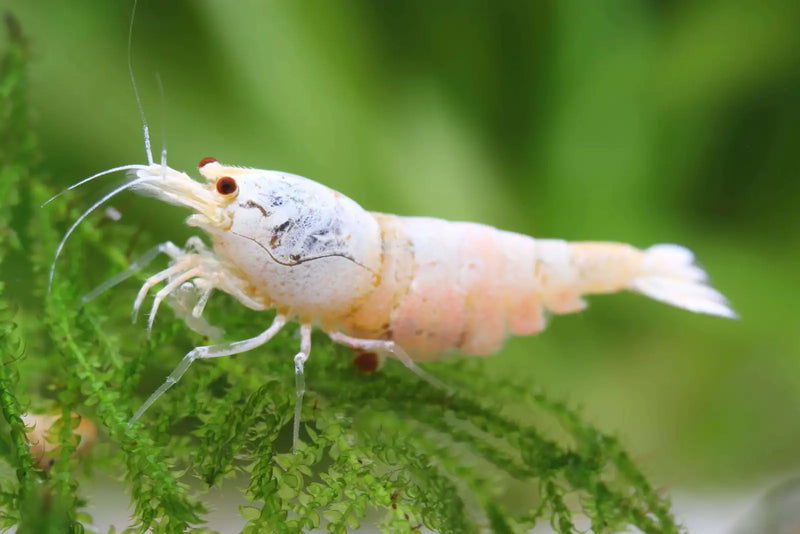 Snow white bee shrimp - livestock