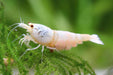 Snow white bee shrimp - livestock
