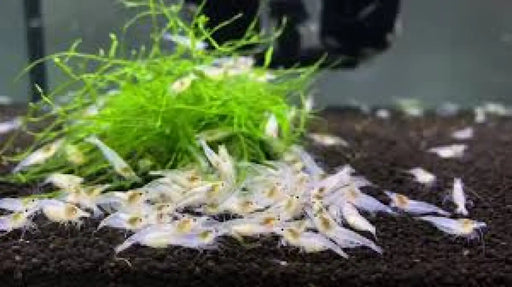 Snowball shrimp - livestock