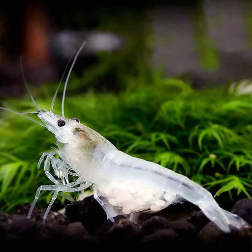 Snowball shrimp - livestock