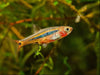 Spice rasbora (boraras urophthalmoides) - livestock