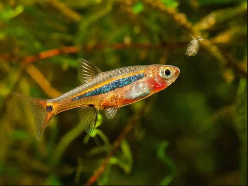 Spice rasbora (boraras urophthalmoides) - livestock