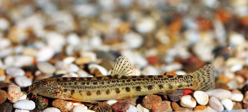 Spiny loach - single