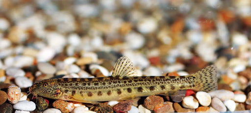 Spiny loach - single