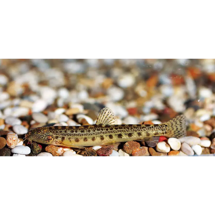 Spiny loach - single fish