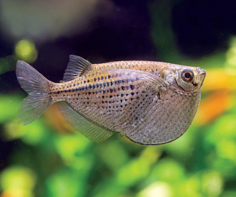 Spotted Hatchetfish - Topick Aquarium Canada