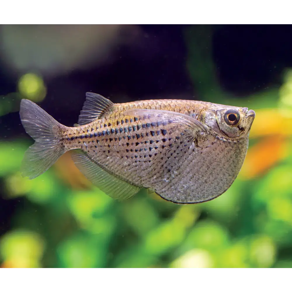 Silver hatchetfish orders care