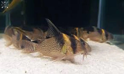 Spotted highfin cory (cw027) - jumbo size - single fish