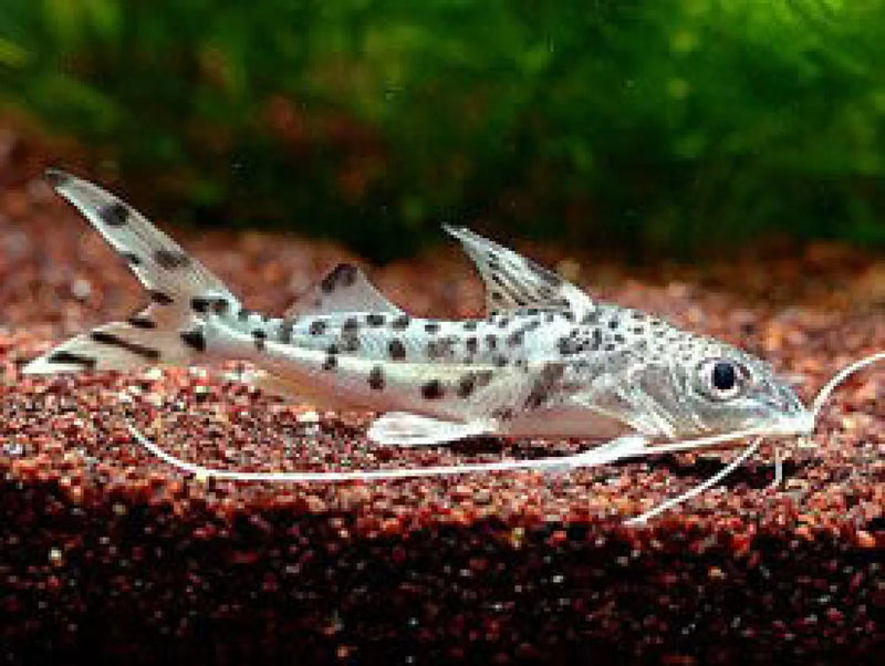 Spotted pimelodella - single (~10cm) - livestock