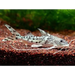 Spotted pimelodella - single (~10cm) - livestock