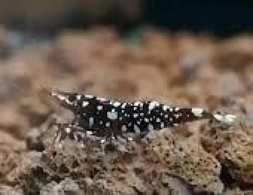 Sulawesi black galaxy shrimp - livestock