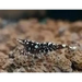 Sulawesi black galaxy shrimp - livestock