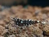 Sulawesi black galaxy shrimp - livestock