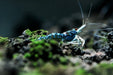 Sulawesi blue ghost shrimp - livestock