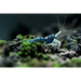 Sulawesi blue ghost shrimp - livestock